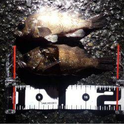 雨の中のメバリング