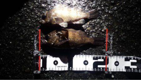 雨の中のメバリング