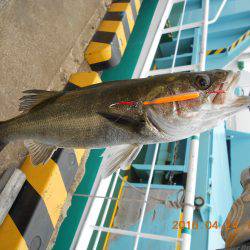 今年も岸壁ジギング