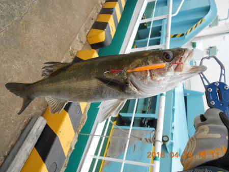 今年も岸壁ジギング