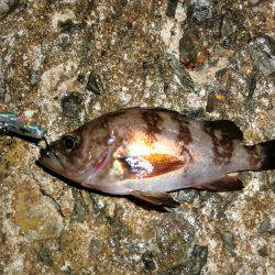 プラグ系縛り！