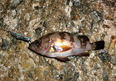 プラグ系縛り！