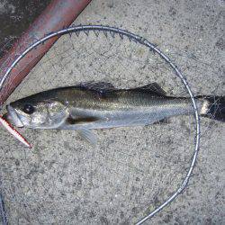 出足は良かったけれど