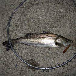 サイズダウン・・・