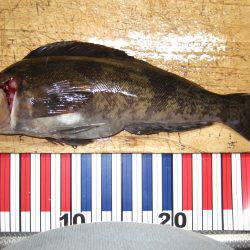 ポン！アイナメ初ＧＥＴ！