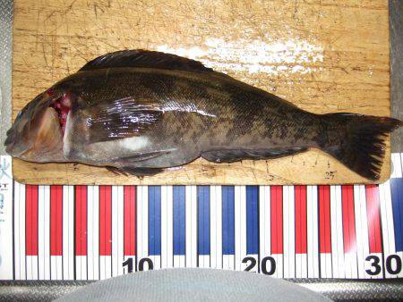 ポン！アイナメ初ＧＥＴ！