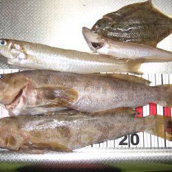 カレイが釣りたくて（食べたくて）