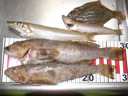 カレイが釣りたくて（食べたくて）