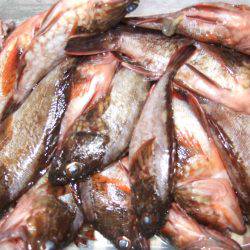 １０時～のガシラッシュ！