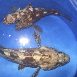 ２時間で風終了。