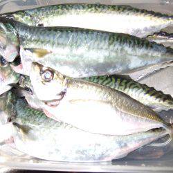 イワシは不発しかしサバゲット！