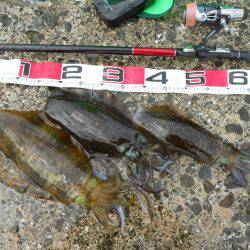 神谷の磯でヤエンでアオリイカ狙い