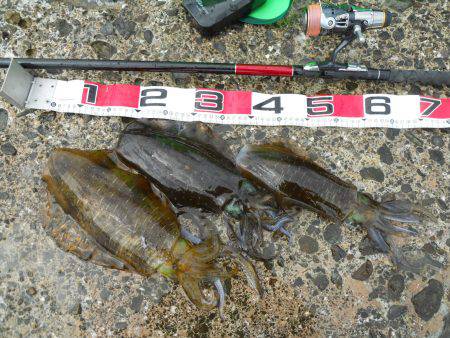 神谷の磯でヤエンでアオリイカ狙い