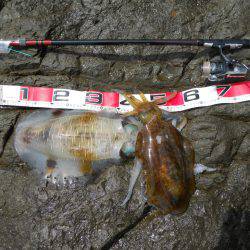 磯でヤエンのアオリイカ