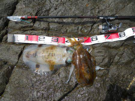 磯でヤエンのアオリイカ