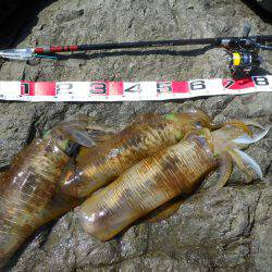 神谷の磯でヤエンのアオリイカ