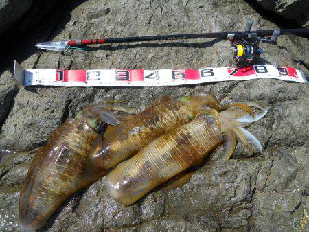 神谷の磯でヤエンのアオリイカ