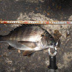 テクトロでチヌ♪