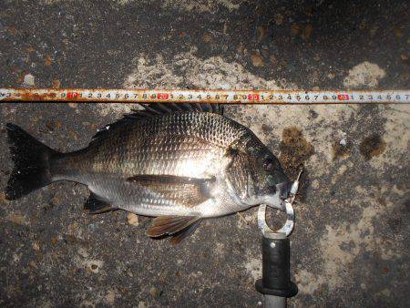 テクトロでチヌ♪