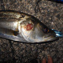 テクトロでシーバス