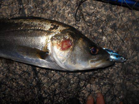 テクトロでシーバス