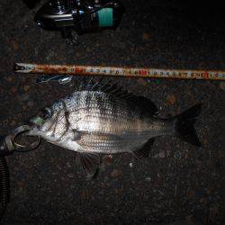 テクトロでチヌ1匹だけ…。