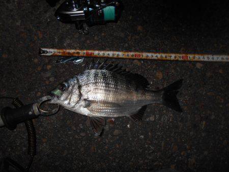 テクトロでチヌ1匹だけ…。