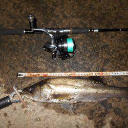 チーバスだらけ…。