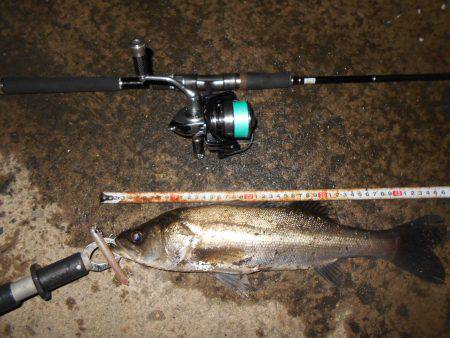 チーバスだらけ…。