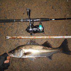 ほぼ入れ食い？