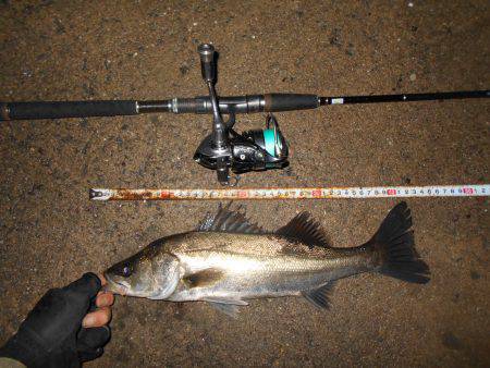 ほぼ入れ食い？