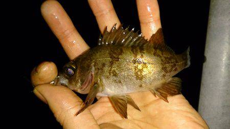 リベンジ！！実は２回目・・・