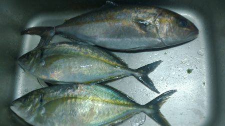 カタタ海上釣り堀でカンパチヒラマサゲット出…