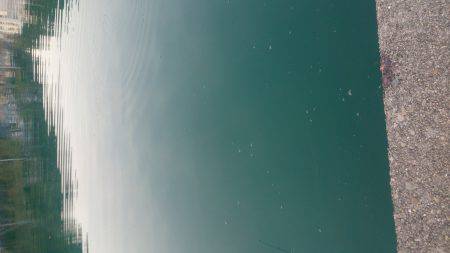 神戸湾奥シーバス