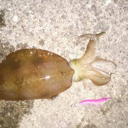 リトリーブエギング