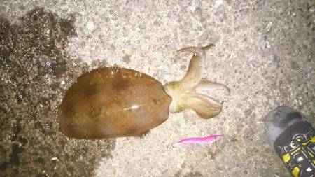 リトリーブエギング