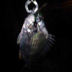 またまたチニング