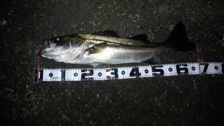 バチ抜けシーバス