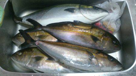 海上釣り堀岬でカンパチヒラマサ確保できるか…