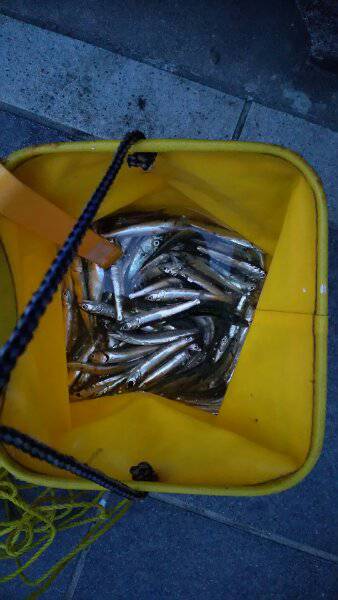 イワシ大漁、青物不在