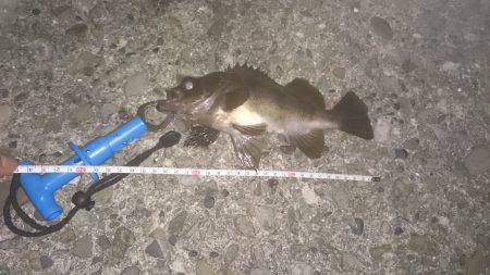 激渋メバリング