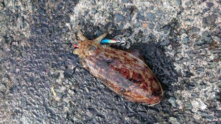 コウイカ狙いで