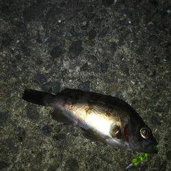 爆風メバリング