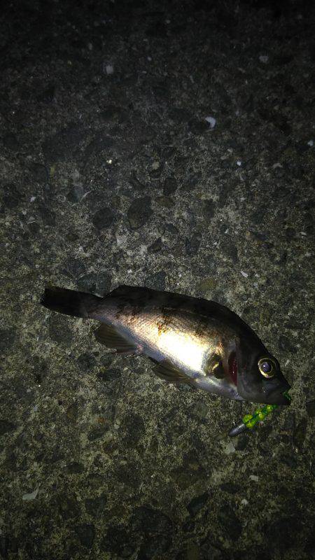 爆風メバリング