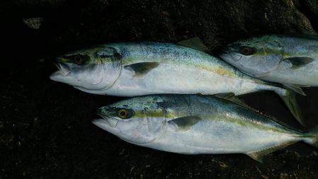 今年初ショアジギング