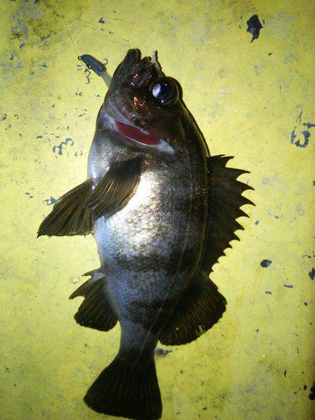 ポーアイメバリング