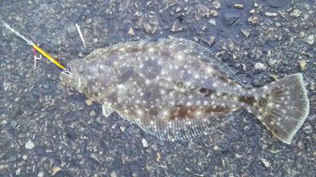 青物狙いで　うれしい外道