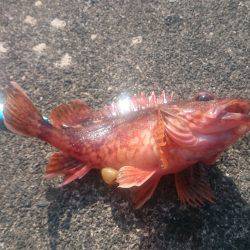 ガッシースレ掛かり