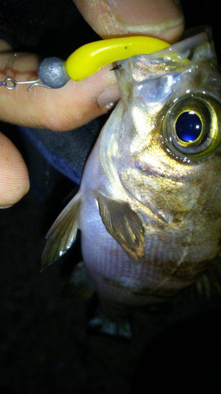 短時間メバリング