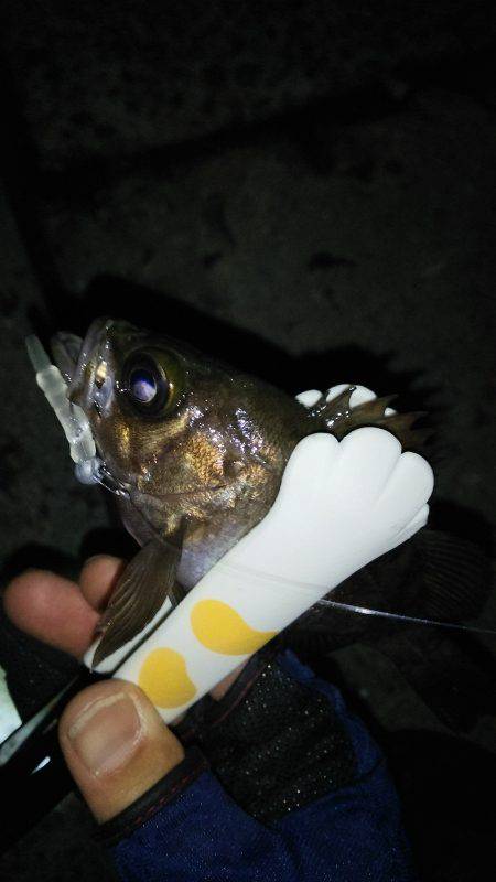 鱗付けの練習！？(笑)